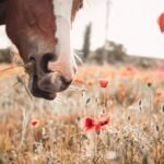 Savoir reconnaitre les plantes toxiques